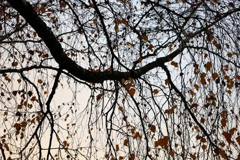Autumn Branches Fotos de archivo