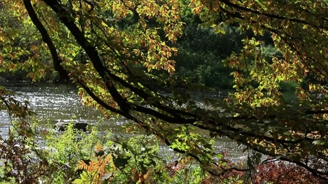 Autumn branches on a tree by the river Video stock 148039148