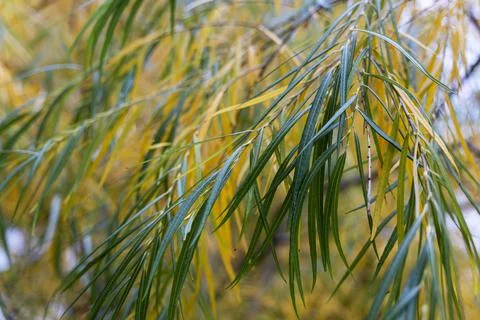 Autumn branches of a weeping willow on the background of a city playground an Foto stock