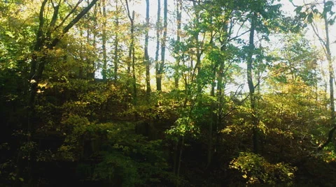 Autumn Breeze in the Forest Stock Footage 43249045