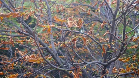 Autumn breeze moving gently through a canopy of gold Stock Footage 320054723