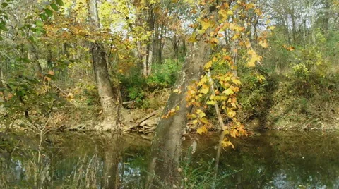 Autumn Breeze on the Stream Stock Footage 43911448