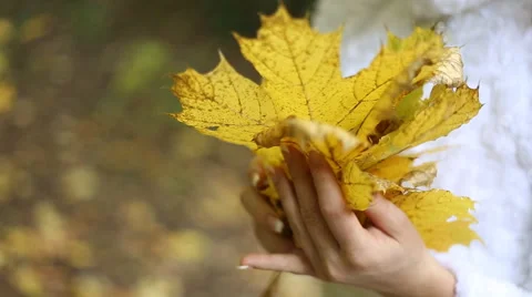 Autumn bride Stock Footage 48358774