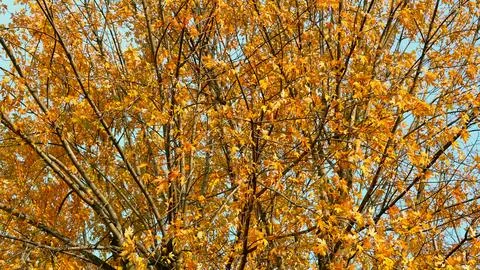 Autumn bright colored trees branches and blue sky Stock Photos