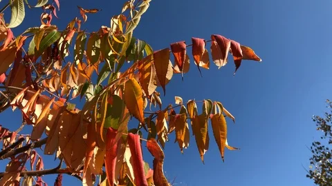 Autumn bright foliage of a tree on a background of blue sky. Nature in the fall Stock Footage 121642101