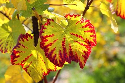 Autumn bright leaf of grape Foto stock