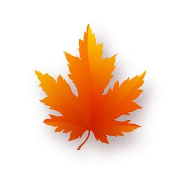 Autumn bright maple leaf isolated on white background Stock Illustration
