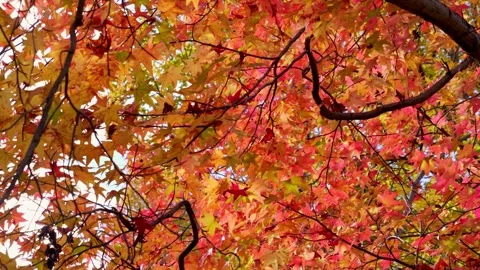 Autumn, bright red leaves, beautiful! Stock Footage 324561663