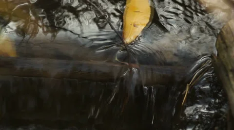 Autumn brook Video stock 33415168