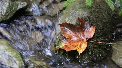 Autumn brook Stock Footage 81454582