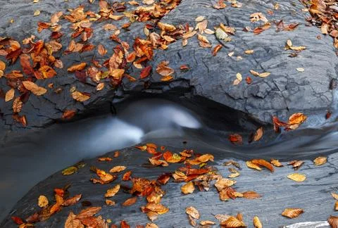 Autumn by the brook Foto stock