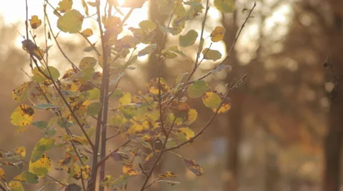 Autumn Bush With Blurred Background Stock Footage 31899968