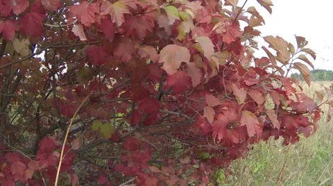 Autumn Bush Stock Footage 68455223