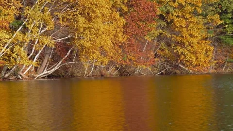 Autumn canada Stock Footage 244220237