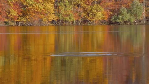 Autumn canada Stock Footage 244220252