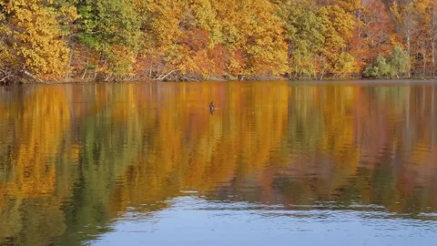 Autumn canada Stock Footage 244220686