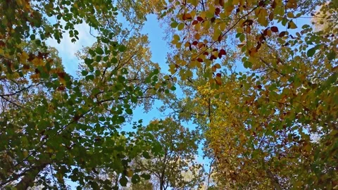 Autumn Canopy with Clear Blue Sky in background Stock Footage 290712643