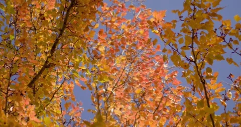 Autumn Canopy: Maple Tree Leaves in Motion Stock Footage 339271990