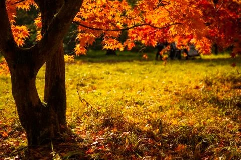 Autumn canopy Stock Photos