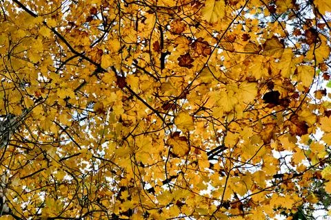 Autumn Canopy. Stock Photos