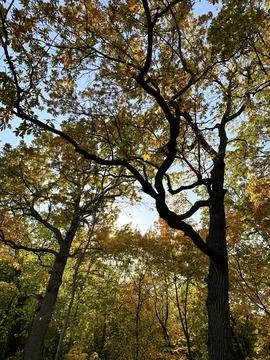 Autumn Canopy Sunlight Stock Photos