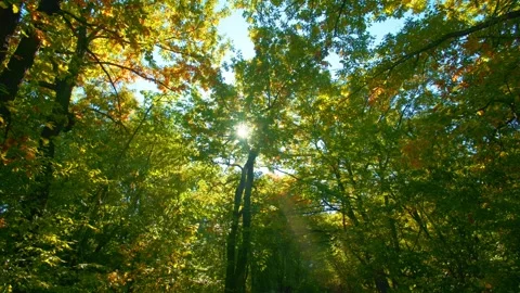 Autumn canopy with sunlight piercing through leaves. Low angle serene forest Stock Footage 347093926