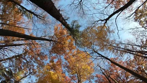 Autumn Canopy Timelapse: Rotating View Stock Footage 290478190
