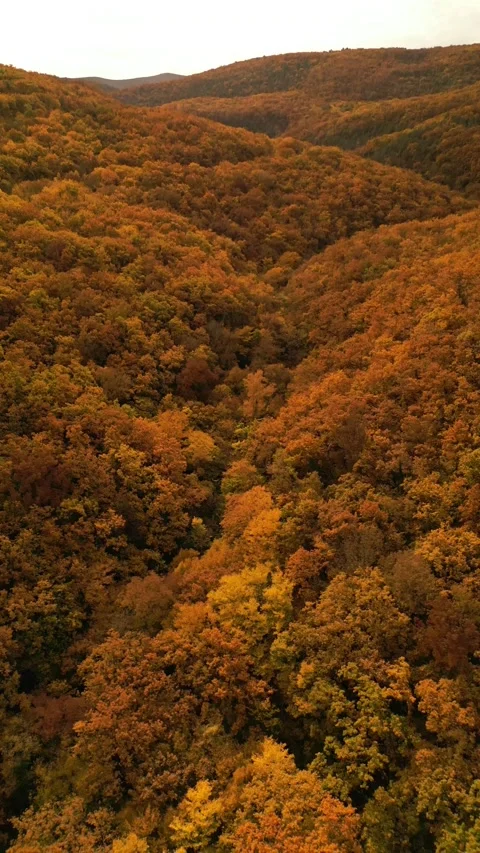 Autumn in the canyon Stock Footage 254187430