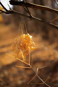 Autumn Casting 2. Stock-Fotos