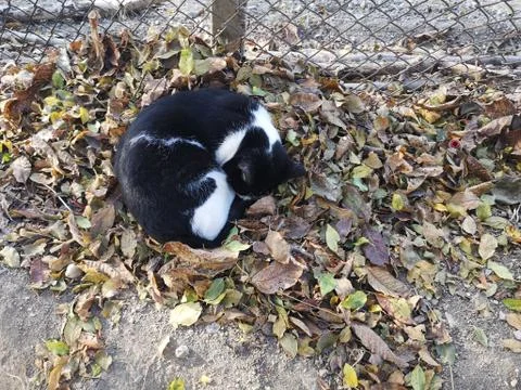 Autumn Cat Sleep And Dream Stock Photos