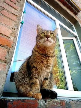 Autumn cat on a window background Stock Photos