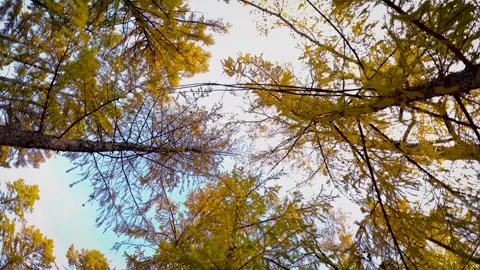 Autumn Cedars with Yellowed Needles Stock Footage 252716596
