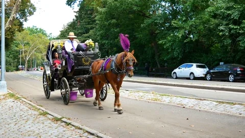 Аutumn Central Park Stock Footage 82909578