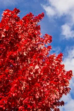 Autumn in Chamonix Stock Photos