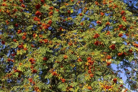 Autumn changes on rowan trees on a sunny day Stock Photos
