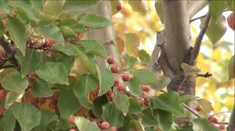 Autumn Cherry Tree with fruit Stock-Footage 12564146