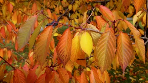 Autumn cherry tree leaves Stock Footage 327280243