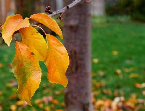 Autumn cherry tree leaves Stock Photos