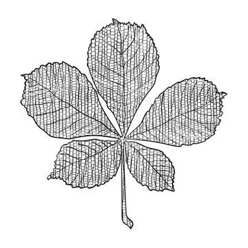 Autumn chestnut leaf. Illustrazione stock