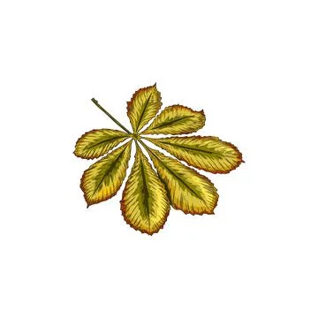 Autumn chestnut leaf, vector hand drawn isolated fallen foliage, dry brown tree Illustrazione stock