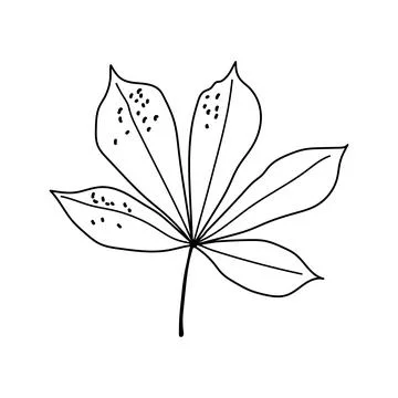 Autumn chestnut leaf vector hand drawn line art outline graphic isolated on w イラスト素材