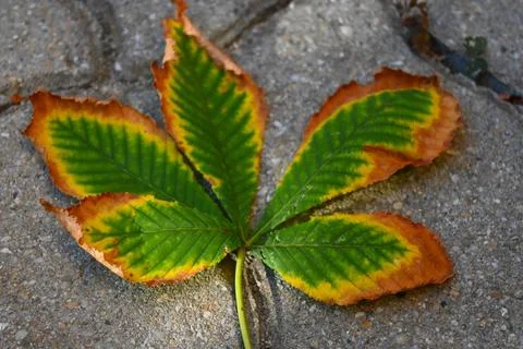 Autumn chestnut tree leaf on pavement Stock Photos