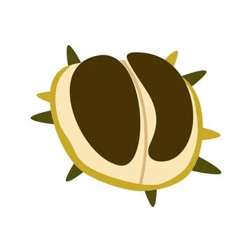 Autumn Chestnut Vector Illustration Flat Geometric Open Forest Seed Isolated Stock Illustration