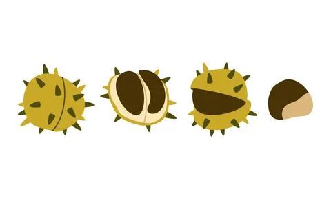 Autumn Chestnut Vector Set Flat Geometric Forest Seed Opening Stages Isolated Stock Illustration