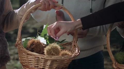 Autumn chestnuts in the basket. Stock Footage 62592298