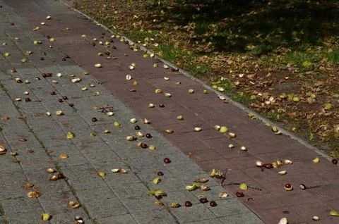 Autumn, chestnuts fall from the tree Stock Photos