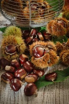 Autumn chestnuts on table Stock Photos