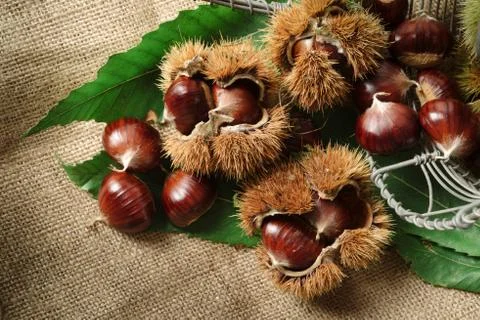 Autumn chestnuts on table Stock Photos