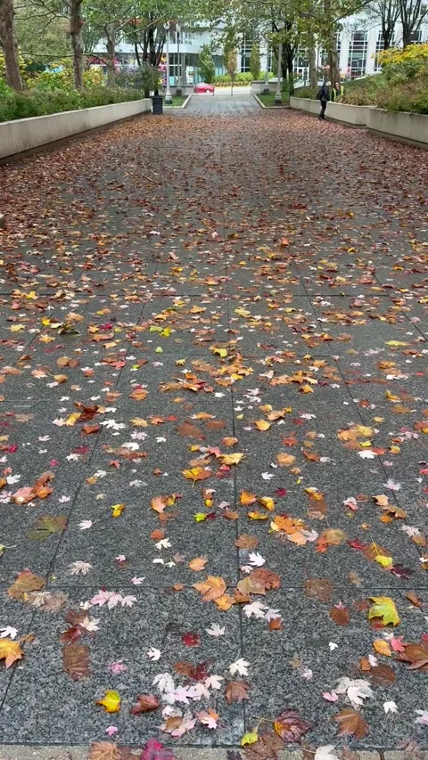 Autumn in Chicago Video stock 302206365