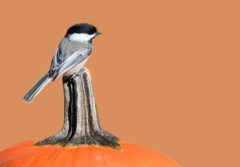 Autumn chickadee. Stock Photos